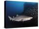Sand Tiger Shark Swims by the Wreck of USCGC Spar-Stocktrek Images-Premier Image Canvas
