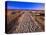 Sand Trail on Santa Rosa Island-Joseph Sohm-Premier Image Canvas