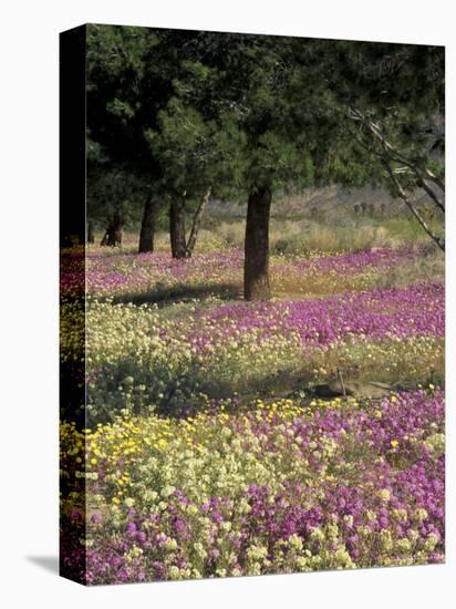 Sand Verbena and Brown-Eyed Primrose, Texas, USA-Adam Jones-Premier Image Canvas