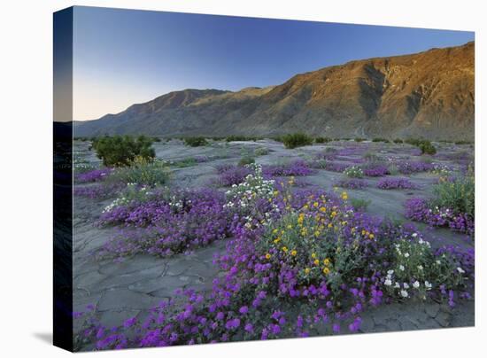 Sand Verbena and Desert Sunflowers Anza-Borrego Desert State Park, California-Tim Fitzharris-Stretched Canvas