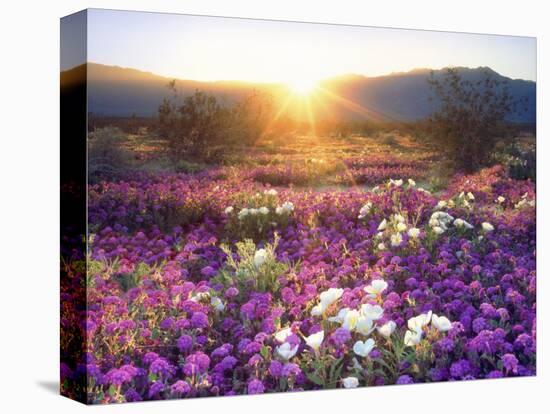 Sand Verbena and Dune Primrose Wildflowers at Sunset, Anza-Borrego Desert State Park, California-Christopher Talbot Frank-Premier Image Canvas