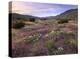 Sand Verbena and Primrose blooming, Anza-Borrego Desert State Park, California-Tim Fitzharris-Stretched Canvas