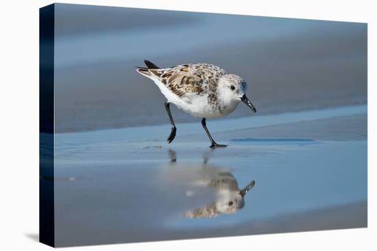 Sanderling feeding on wet beach.-Larry Ditto-Premier Image Canvas