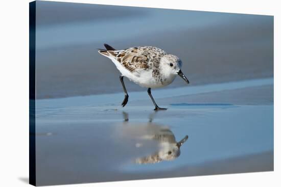 Sanderling feeding on wet beach.-Larry Ditto-Premier Image Canvas