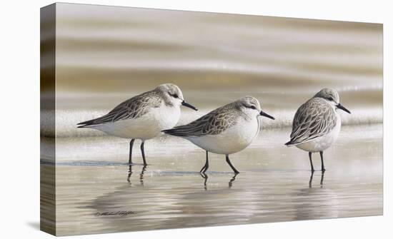 Sanderlings-Richard Clifton-Stretched Canvas