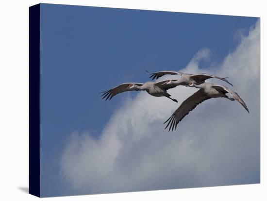 Sandhill Crane 3 Oil Paint-Galloimages Online-Premier Image Canvas