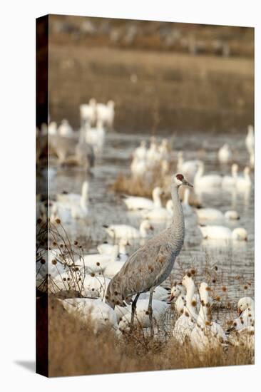 Sandhill Crane and Snow Geese, Bosque de Apache National Wildlife Refuge, New Mexico-Howie Garber-Premier Image Canvas