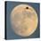 Sandhill crane (Antigone canadensis) flying against moon, Soccoro, New Mexico, USA-Panoramic Images-Premier Image Canvas