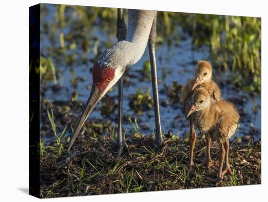 Sandhill Crane Colts on Nest with Parent, Florida-Maresa Pryor-Premier Image Canvas