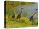 Sandhill Crane, Florida, USA-Cathy & Gordon Illg-Premier Image Canvas