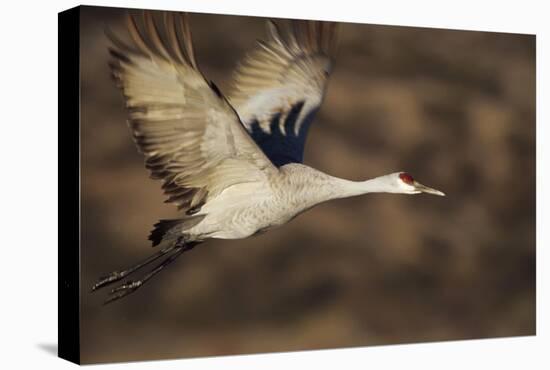 Sandhill Crane flying, Bosque Del Apache, New Mexico-Tim Fitzharris-Stretched Canvas