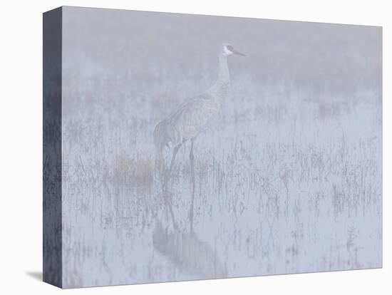 Sandhill crane, foggy morning, Bosque del Apache National Wildlife Refuge, New Mexico-Maresa Pryor-Premier Image Canvas