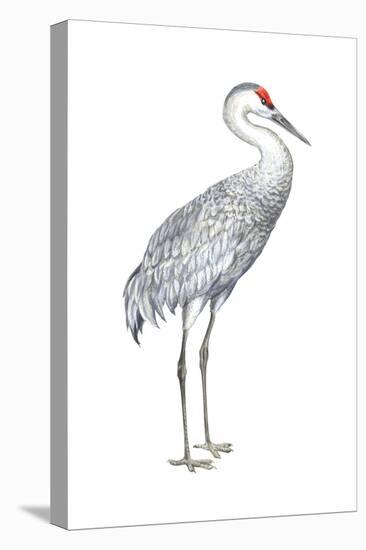 Sandhill Crane (Grus Canadensis), Birds-Encyclopaedia Britannica-Stretched Canvas