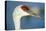 Sandhill Crane, Grus Canadensis Close Up of Head-Richard Wright-Premier Image Canvas
