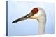 Sandhill Crane, Grus Canadensis, Close Up of Heads-Richard Wright-Premier Image Canvas