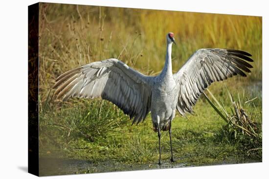 Sandhill Crane, Grus Canadensis Drying its Wings-Richard Wright-Premier Image Canvas