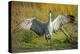 Sandhill Crane, Grus Canadensis Drying its Wings-Richard Wright-Premier Image Canvas