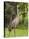 Sandhill Crane (Grus Canadensis), Everglades, Florida, United States of America, North America-Michael DeFreitas-Premier Image Canvas