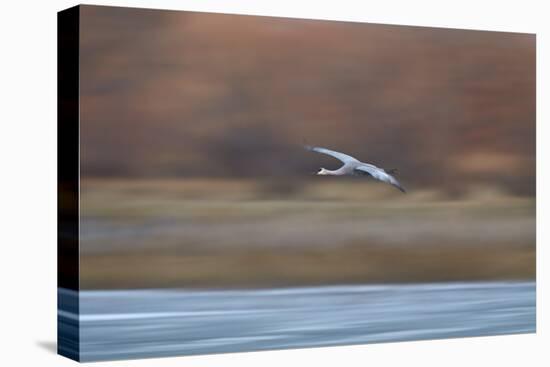 Sandhill Crane (Grus Canadensis) in Flight Parachuting on Approach to Landing-James Hager-Premier Image Canvas