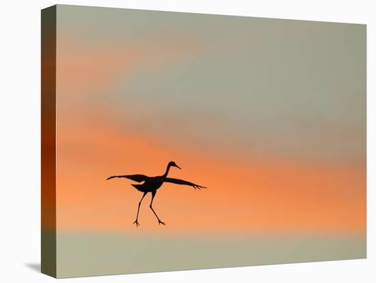 Sandhill Crane (Grus Canadensis) Landing at Sunset. North America-Diane McAllister-Premier Image Canvas