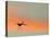 Sandhill Crane (Grus Canadensis) Landing at Sunset. North America-Diane McAllister-Premier Image Canvas