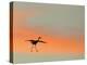 Sandhill Crane (Grus Canadensis) Landing at Sunset. North America-Diane McAllister-Premier Image Canvas