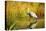 Sandhill Crane, Grus Canadensis, Stalking in Marsh-Richard Wright-Premier Image Canvas