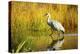 Sandhill Crane, Grus Canadensis, Stalking in Marsh-Richard Wright-Premier Image Canvas