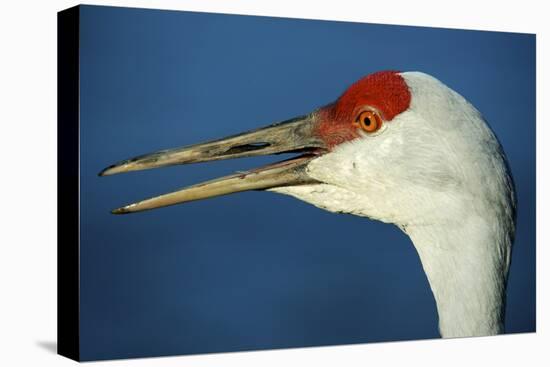 Sandhill Crane, Grus Canadensis with Beak Open in Call-Richard Wright-Premier Image Canvas