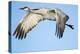 Sandhill Crane in Flight, Bosque Del Apache, New Mexico-Paul Souders-Premier Image Canvas