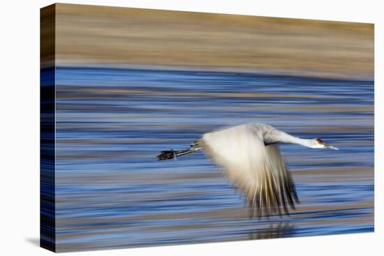 Sandhill Crane in Flight, Bosque Del Apache, New Mexico-Paul Souders-Premier Image Canvas