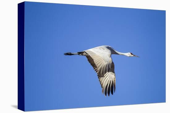 Sandhill Crane in Flight, Bosque Del Apache, New Mexico-Paul Souders-Premier Image Canvas