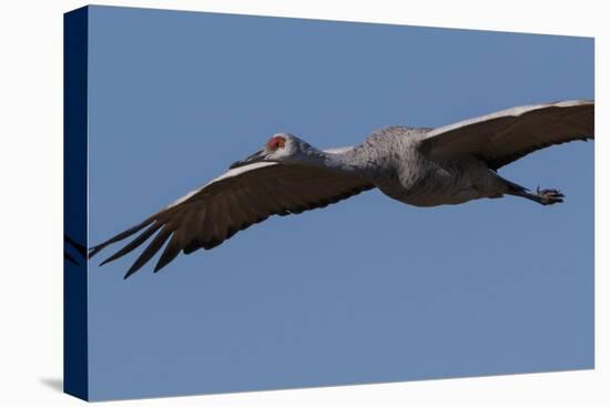 Sandhill Crane in Flight-Galloimages Online-Premier Image Canvas