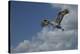 Sandhill Crane In Flight-Galloimages Online-Premier Image Canvas