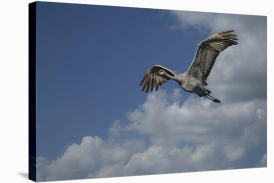 Sandhill Crane In Flight-Galloimages Online-Stretched Canvas