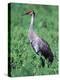 Sandhill Crane, Myakka River State Park, Florida, USA-Charles Sleicher-Premier Image Canvas