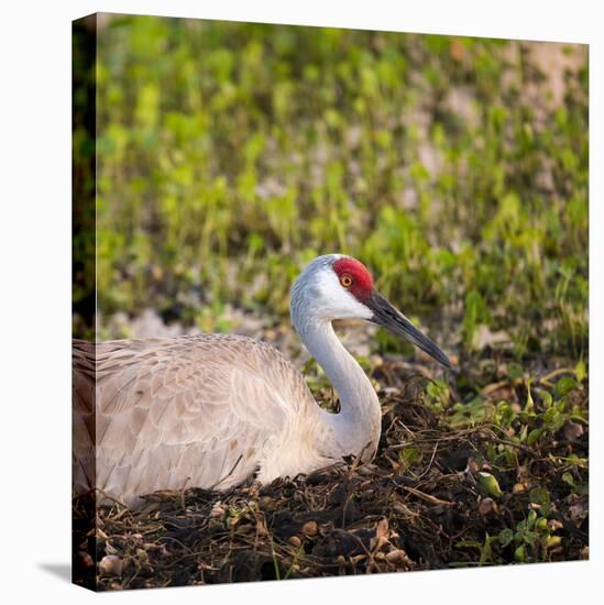 Sandhill Crane on Nest after Sunset, Florida, Wild-Maresa Pryor-Premier Image Canvas