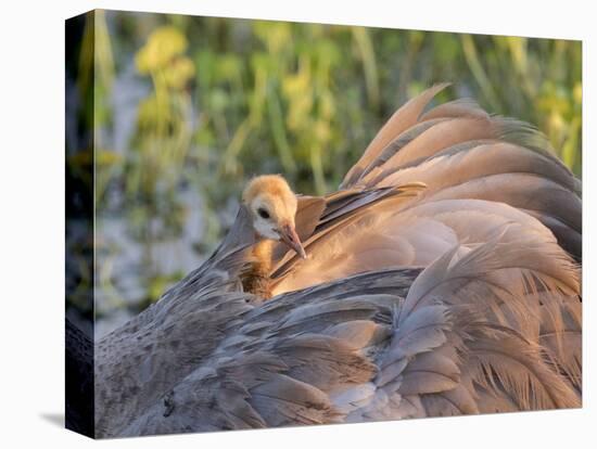 Sandhill Crane on Nest with Baby on Back, Florida-Maresa Pryor-Premier Image Canvas