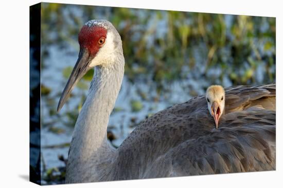 Sandhill Crane on Nest with Baby on Back, Florida-Maresa Pryor-Premier Image Canvas