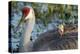 Sandhill Crane on Nest with Baby on Back, Florida-Maresa Pryor-Premier Image Canvas