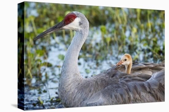 Sandhill Crane on Nest with Baby on Back, Florida-Maresa Pryor-Premier Image Canvas