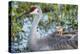 Sandhill Crane on Nest with Baby on Back, Florida-Maresa Pryor-Premier Image Canvas