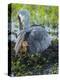 Sandhill Crane on Nest with Colt under Wing, Florida-Maresa Pryor-Premier Image Canvas