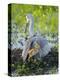 Sandhill Crane on Nest with Colt under Wing, Florida-Maresa Pryor-Premier Image Canvas