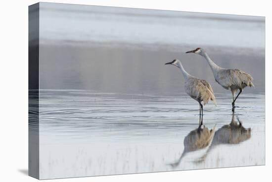 Sandhill Crane Pair Preparing to Take Flight-Ken Archer-Premier Image Canvas