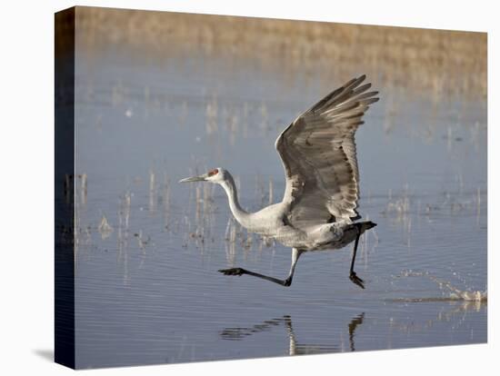 Sandhill Crane Taking Off, Bosque Del Apache National Wildlife Refuge-James Hager-Premier Image Canvas