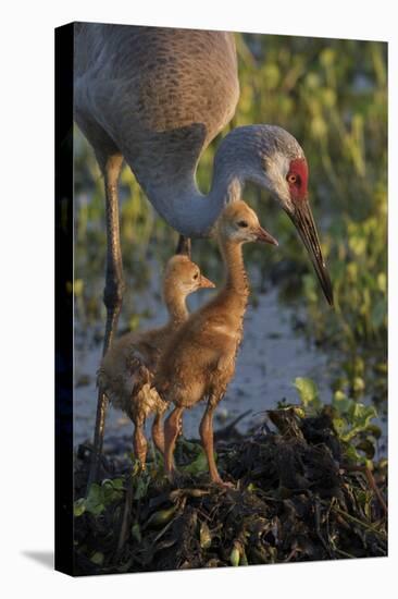 Sandhill Crane with Both Colts on Nest, Florida-Maresa Pryor-Premier Image Canvas