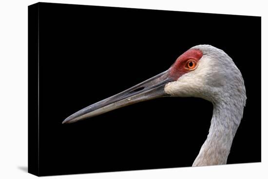 Sandhill Crane-SNEHITDESIGN-Premier Image Canvas