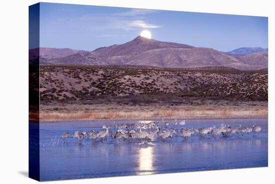 Sandhill Cranes and Full Moon, Bosque Del Apache, New Mexico-Paul Souders-Premier Image Canvas