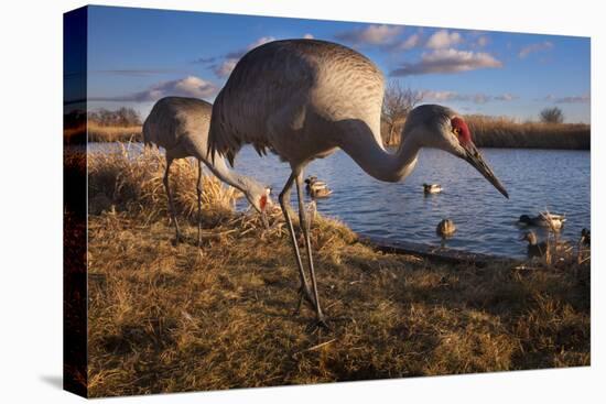 Sandhill Cranes and Mallard Ducks, British Columbia, Canada-Art Wolfe-Premier Image Canvas